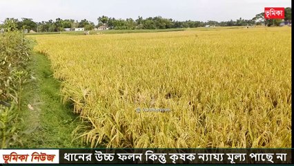 ধানের উচ্চ ফলন কিন্তু কৃষক ন্যায্য মূল্য পাছে না  2