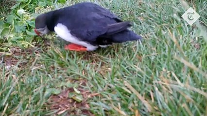 شاهد سلوك غريب من طائر: كيف فسره العلماء؟