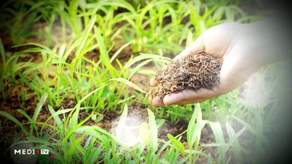 يوميات الفلاح - 02/01/2020