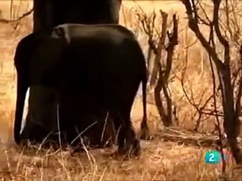 Leones asesinos crueles Documental de leones Los mejores documentales BEST DOCUMENTARIES VIDEO