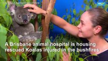 Tennis star Ashleigh Barty visits koalas injured in Australia bushfires