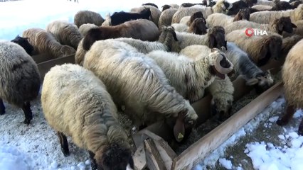 Dağ Köylerinde Hayvanlara Kar Üstünde Yem Veriliyor