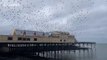 Thousands of starlings burst out from under famous pier in Wales