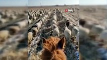 - Çinli çobandan şaşırtan eğitim- Koyunlarına askeri düzende yürümeyi öğretti