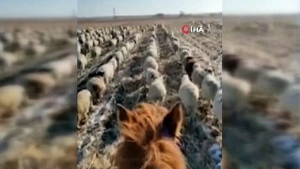 - Çinli çobandan şaşırtan eğitim- Koyunlarına askeri düzende yürümeyi öğretti