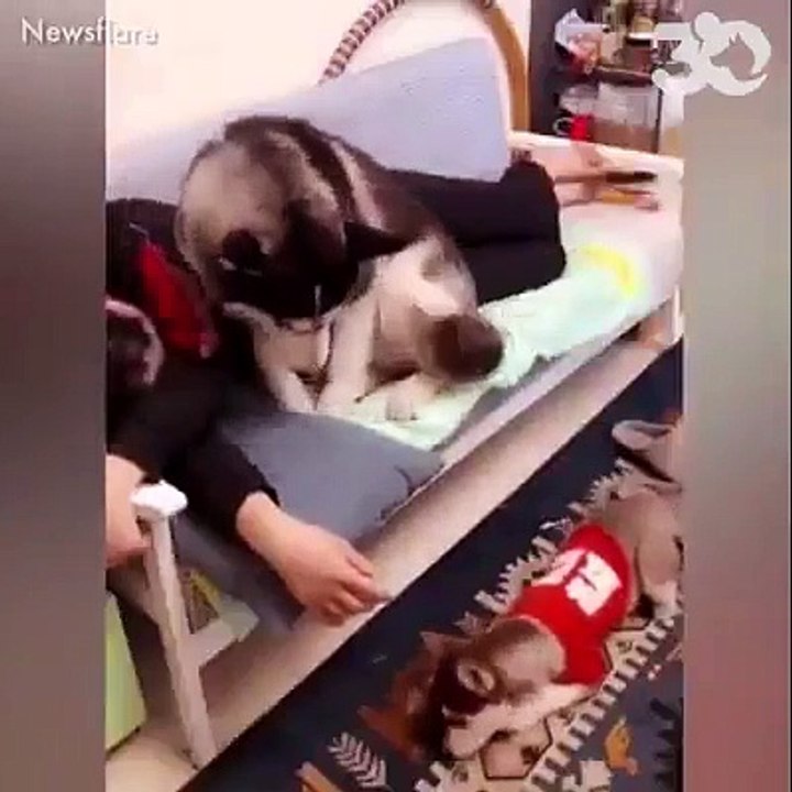 Si vous aimez les animaux, la vidéo pour le Nouvel An de "30 millions d'amis" va forcément vous faire craquer - Regardez