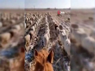 Çinli çobandan şaşırtan eğitim