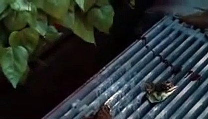 IT'S ALIVE 1974 TRAILER