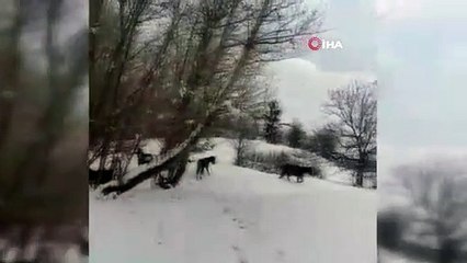 Hakkari'de at sürüsü ölüme terk edildi: Sahip çıkılmasını istiyoruz