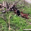 Goats & Baby Goats Video Compilation 2020 | Cute Baby Goats