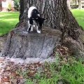 Cute & Funny Baby Goats Jumping Video Compilation 2020 | Animal Videos