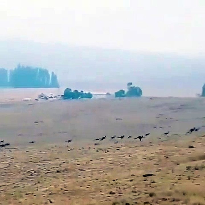 Ces kangourous s'éloignent de la forêt en feu de Monaro