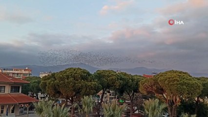 Binlerce sığırcık kuşundan görsel şov