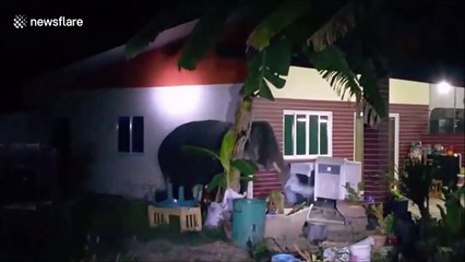 Playful elephant raids family's garden and throws blanket over its head