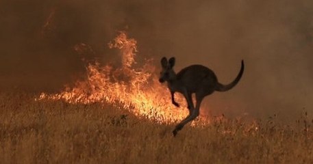 Incendies en Australie : près de 500 millions d'animaux seraient morts depuis le mois de septembre