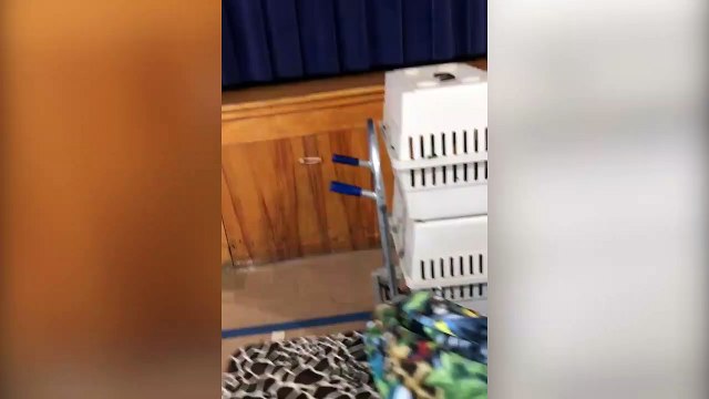 Cet oiseau pleure comme un enfant juste pour attirer l’attention.