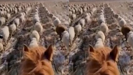 Bu da oldu!.. Koyunlarına öyle bir eğitim verdi ki!