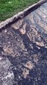 Video shows raw sewage leaking from Edinburgh manhole