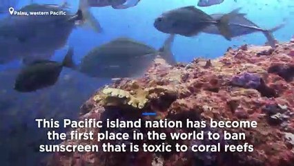 Palau sunscreen ban: Pacific island becomes first nation to prohibit varieties considered toxic