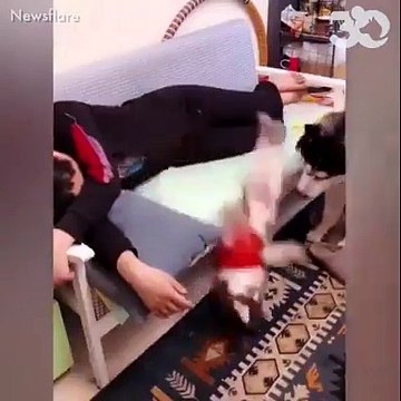 Si vous aimez les animaux, la vidéo pour le Nouvel An de 30 millions d'amis va forcément vous faire craquer