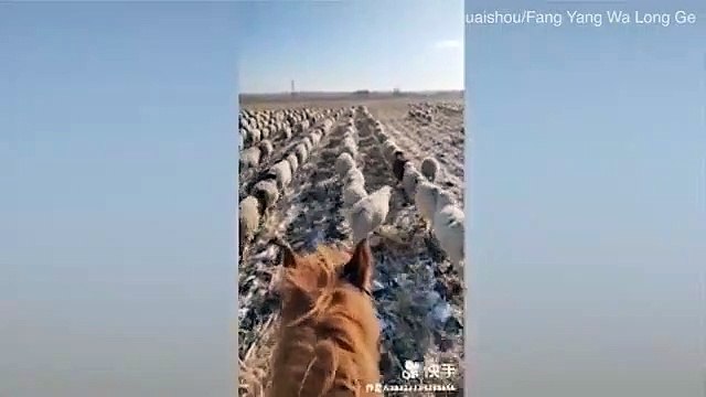 Çoban, 400'den fazla koyununa askeri düzende yürümeyi öğretti...