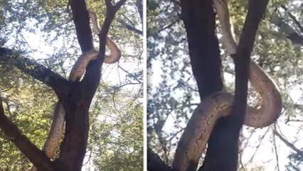 கர்நாடகா காட்டில் அனகோண்டா? | Anakonda in Karnataka | Viral video