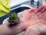 Birds bath in the hand