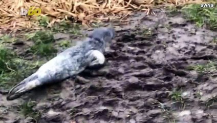 Baby Seal Found in English Castle 15 Miles From the Sea