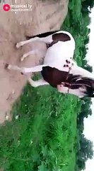 Horse horse dance with music
