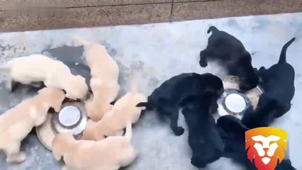 TRY NOT TO LAUGH CHALLENGE_-_ FUNNY DOGS COMPILATION