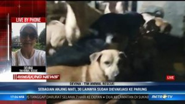 Terendam Banjir, 30 Ekor Anjing Dievakuasi