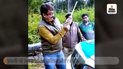 जख्मी थी बाघिन, बिना रेस्क्यू किया इलाज