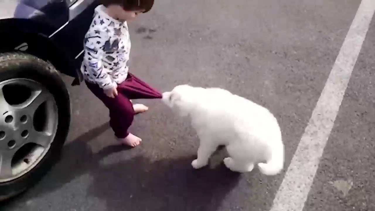 CUTE_BABY_AND_DOG_ARE_BEST_FRIENDS_-_FUNNY_BABIES_VIDEO