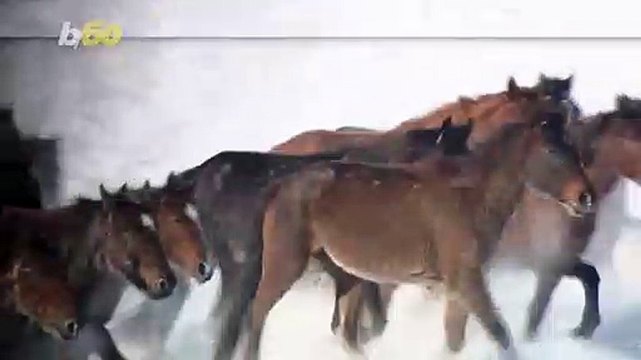 Incredible Video of 10,000 Horses Galloping Across the Snow Covered Plains