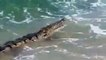 Un caimán de dos metros sorprende a turistas en una playa de Colombia