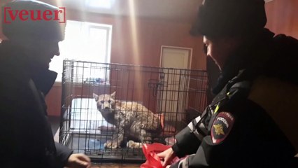 Young Lynx Searching For Food Caught By Russian Police