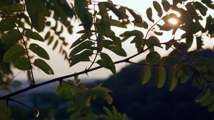 Free to Use HD Nature Video Footage | Music & Sounds Effect#20