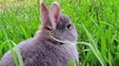 Funny and Cute Bunny Rabbit Videos Compilation 2020 - Cute Bunny Rabbit Latest Videos Compilation 2020