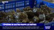 Une épidémie de gastro-entérite touche aussi les huîtres dans le Morbihan
