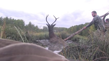 Descargar video: Intervention compliquée pour sauver un cerf piégé dans la boue