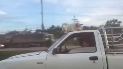 Ce chien adore voyager au grand air... sur le capot