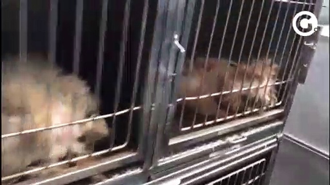 Resgate de cães e gatos em canil abandonado em Vila Velha
