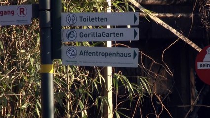 'Culpadas' por morte de macacos