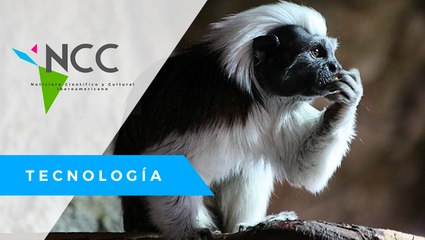 Reconstruyen selva para rescatar al Mono Tití