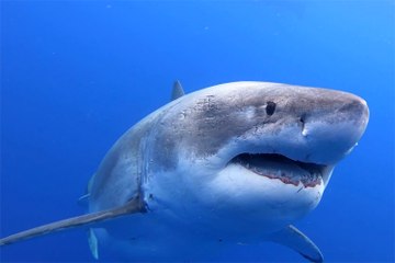Este es 'Deep Blue', el tiburón blanco más colosal del mundo