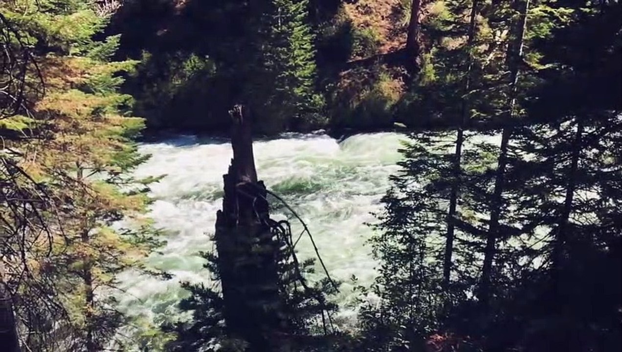 'Wild Life“ - dkoolmusic