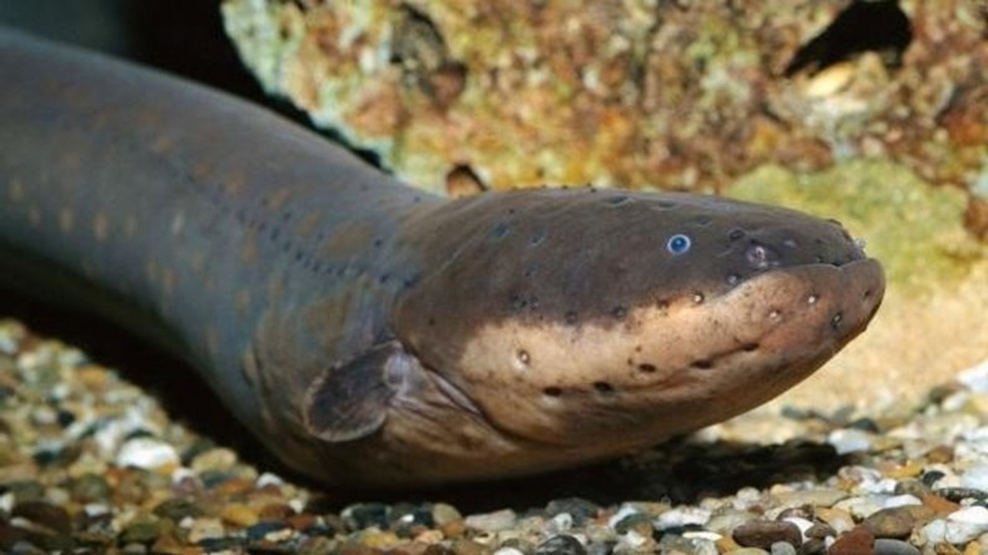 Anguila Electrica Vs Tiburon Cocodrilo Y Pulpo Video Dailymotion