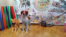 Biri Mi Var! ÇOCUKLARIN ODASINDAN GELEN TUHAF GİZEMLİ SESLER | Odasında Kedi İle Köpek Var Oyunu