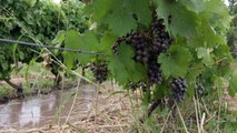 Productores del Valle de Uco, tierra del vino argentino, defienden el agua contra la minería