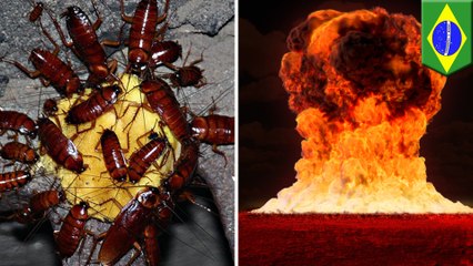 庭のゴキブリ駆除のため、ガソリンを巣穴に流し込んだ男性 庭ごと滅ぼす - トモニュース